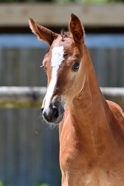 etretat-peguignon-z-77 etretat-peguignon-z-77