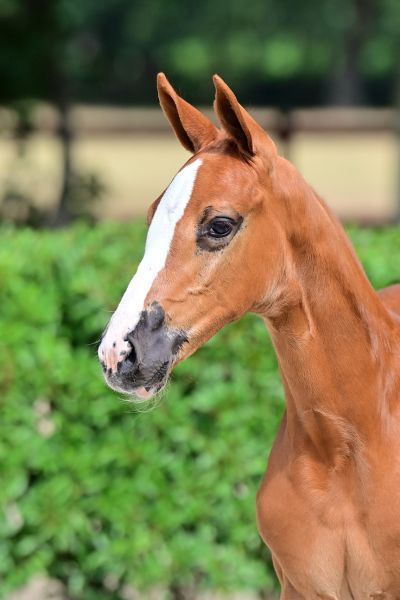 eden-falls-db-z eden-falls-db-z