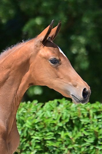 cibelle-de-nyze-z cibelle-de-nyze-z