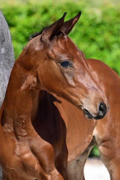 chacco-bella-vd-drie-eiken-z chacco-bella-vd-drie-eiken-z