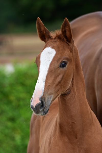 albus-waldstar-z albus-waldstar-z