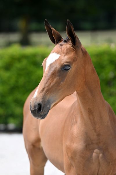 bellini-2000-z-hoofd-large bellini-2000-z-hoofd-large