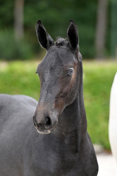 cordento-2000-z-hoofd-large cordento-2000-z-hoofd-large