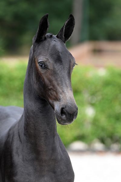 dua-lipa-2000-z-56 dua-lipa-2000-z-56