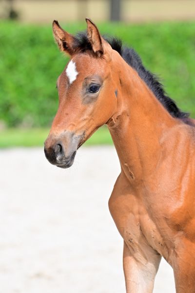 magnolia-z magnolia-z