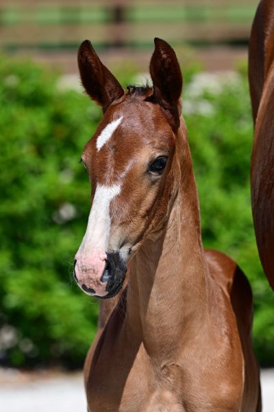 emoji-k-van-kattenheye-z-42 emoji-k-van-kattenheye-z-42