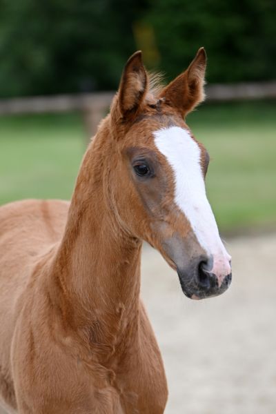 alfanix-mb-z-37 alfanix-mb-z-37