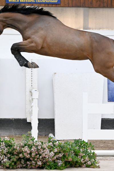 ASATIR VAN PERZI Z ASATIR VAN PERZI Z