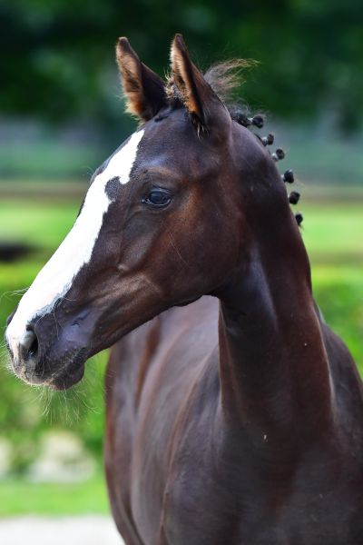 true-love-r-z-13 true-love-r-z-13