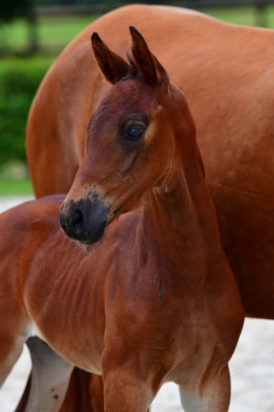 classback-van-het-weidehof-z-0 classback-van-het-weidehof-z-0