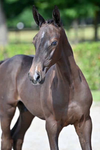 cosmo-van-de-broekkant-z-8 cosmo-van-de-broekkant-z-8