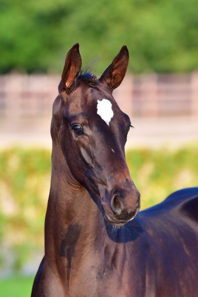 el-maestro-db-nn-z el-maestro-db-nn-z