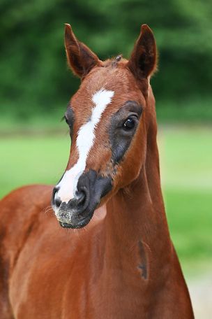 chiccarexo-z-73 chiccarexo-z-73