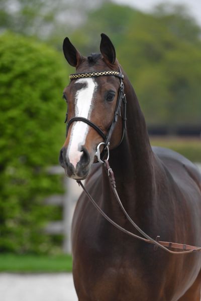 diamond-forever-z-81 diamond-forever-z-81