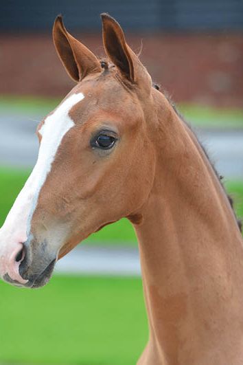 veulenskop2020website43 veulenskop2020website43