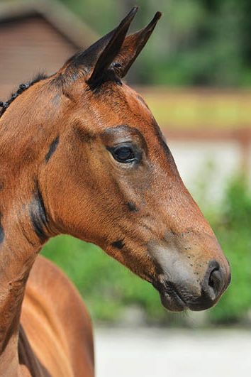 veulenskop2020website48 veulenskop2020website48