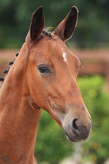 veulenskop2020website54 veulenskop2020website54