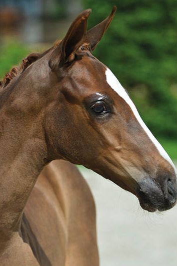 veulenskop2020website61 veulenskop2020website61