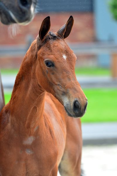 dutch-ducati-1-large dutch-ducati-1-large