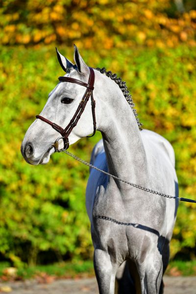 candy-20191107-ga62960 candy-20191107-ga62960