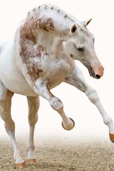 COLORIT Z - A charismatic mastermind admired by many! | Studfarm ...