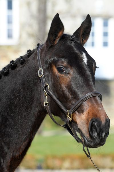 lg11388-hoofd lg11388-hoofd