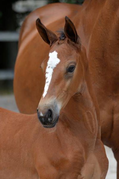 carrasco-4 carrasco-4