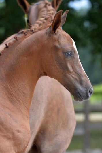 quabouche-1 quabouche-1