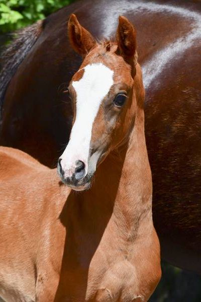 quarrisima-3 quarrisima-3