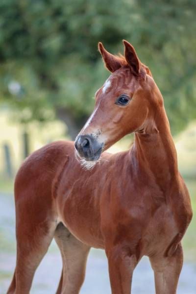 looping-luzie-g-z-10-38-05 looping-luzie-g-z-10-38-05