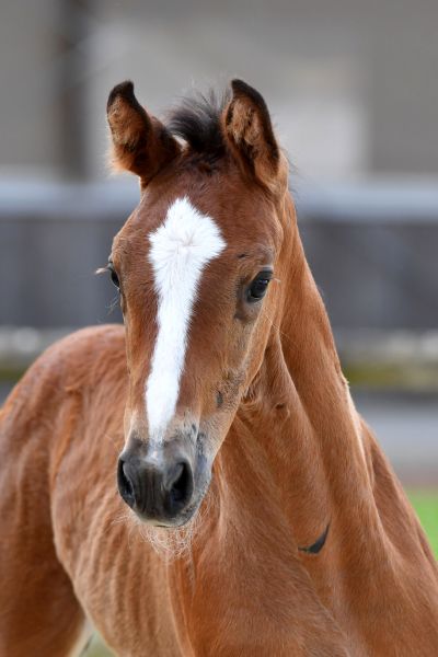 dominici-tsc-z-21 dominici-tsc-z-21