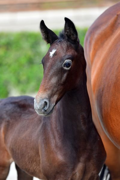 clyde-van-orshof-z-9 clyde-van-orshof-z-9