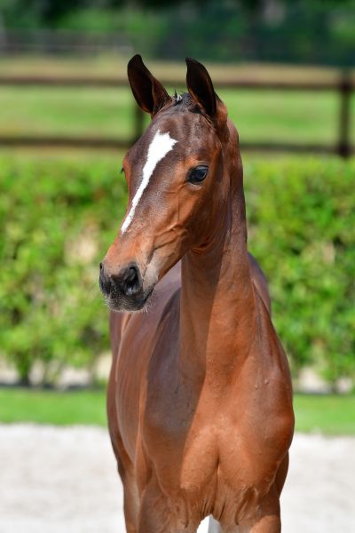 dominelle-jones-rd-z-40 dominelle-jones-rd-z-40