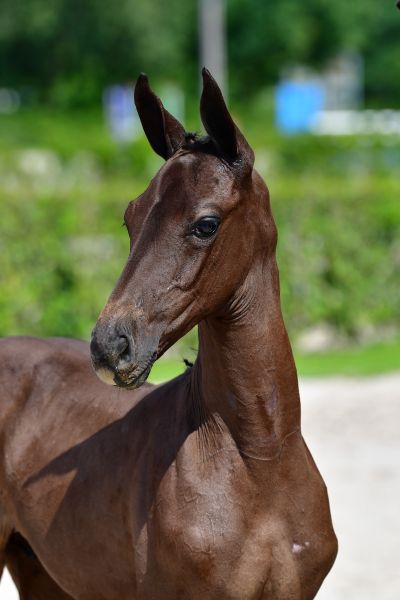 chacstar-2000-z chacstar-2000-z