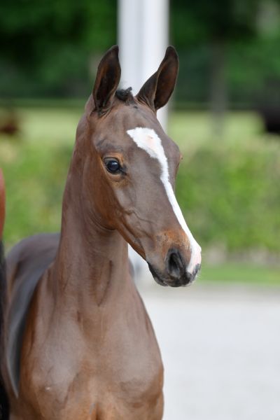 bingo-2000-z-25 bingo-2000-z-25