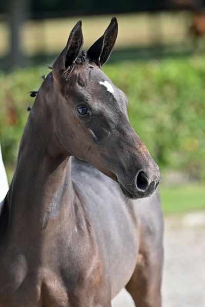 comilbo-van-de-broekkant-z comilbo-van-de-broekkant-z