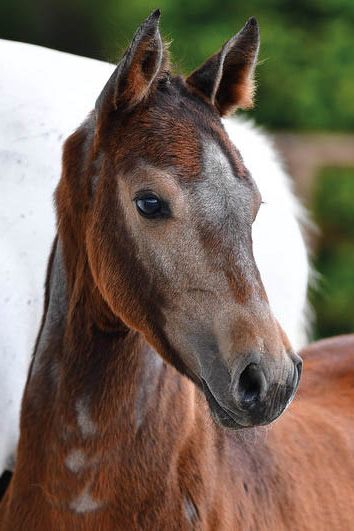 veulenskop2020website64 veulenskop2020website64