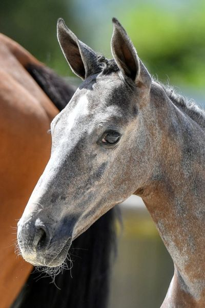 028-carlina-z5s34773-2-large 028-carlina-z5s34773-2-large