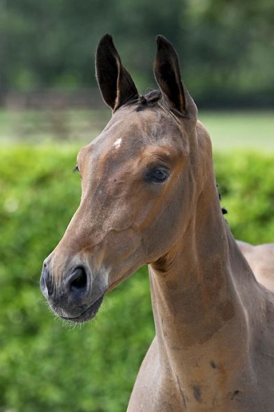 Cassius 2000 Z Cassius 2000 Z