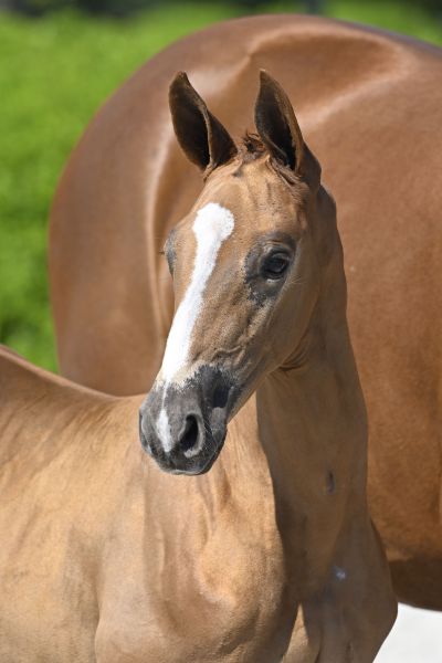 As Right As Rain Z 2 As Right As Rain Z 2