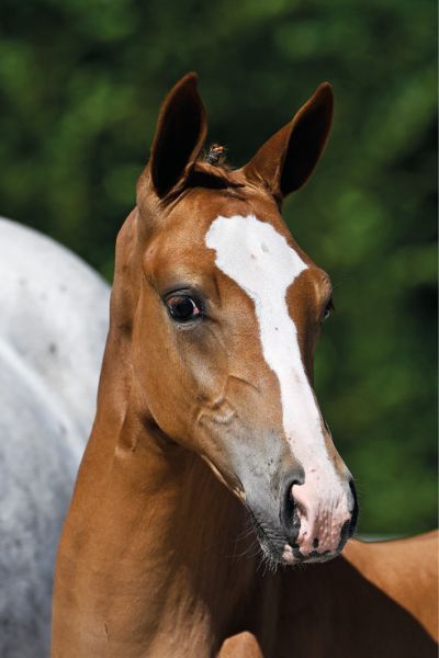 58 Cinderace de Nyze Z 58 Cinderace de Nyze Z