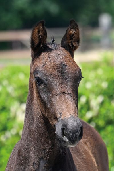 52 Crony Crockett Sitte Z 52 Crony Crockett Sitte Z