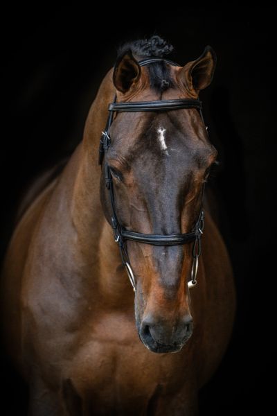 Jenson van 't Meulenhof Z Jenson van 't Meulenhof Z