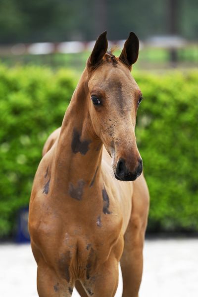 Chacco Blue x Goethe Caesar VDM Stud Z