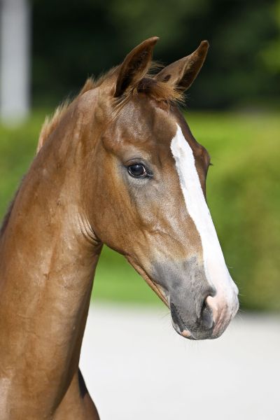 For Pleasure x Radjah d'Eole Fygo van Insha Z