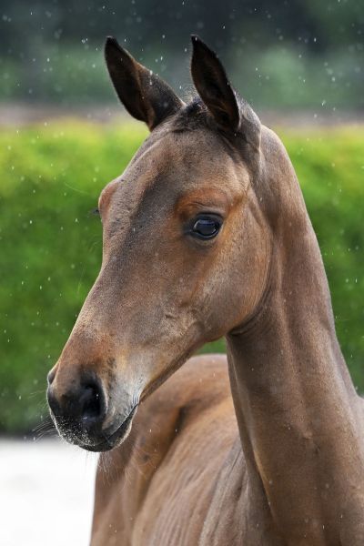 Balou du Reventon x Carthago Z Bamboo Hero Z