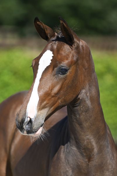 Daniro Jeba Z Daniro Jeba Z