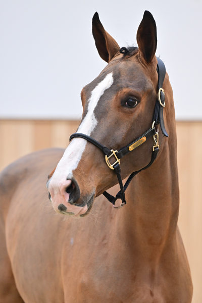 Tsar Hero x De Flor 111 Z Venus van het Lindehof
