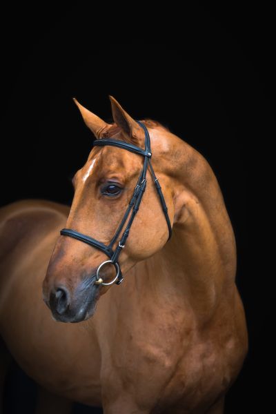 Epleaser van't Heike Z Epleaser van't Heike Z