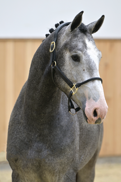 Coloris-K van Kattenheye Z Coloris-K van Kattenheye Z